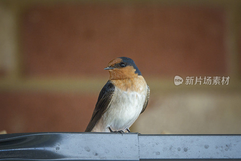 欢迎吞咽(Hirundo neoxena)